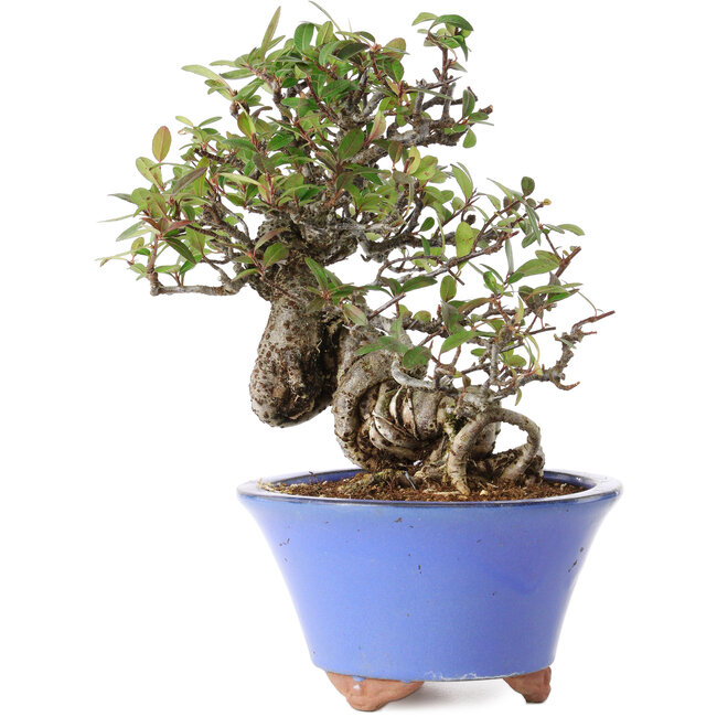 Pyracantha, 22 cm, ± 25 años