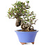 Pyracantha, 22 cm, ± 25 years old
