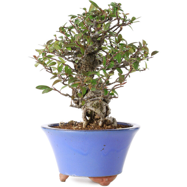 Pyracantha, 22 cm, ± 25 ans