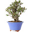 Pyracantha, 22 cm, ± 25 years old