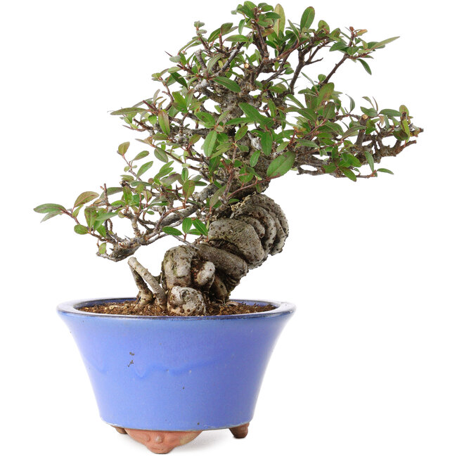 Pyracantha, 22 cm, ± 25 años