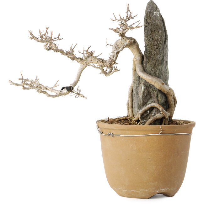 Acer buergerianum, 29 cm, ± 20 jaar oud