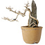Acer buergerianum, 29 cm, ± 20 jaar oud
