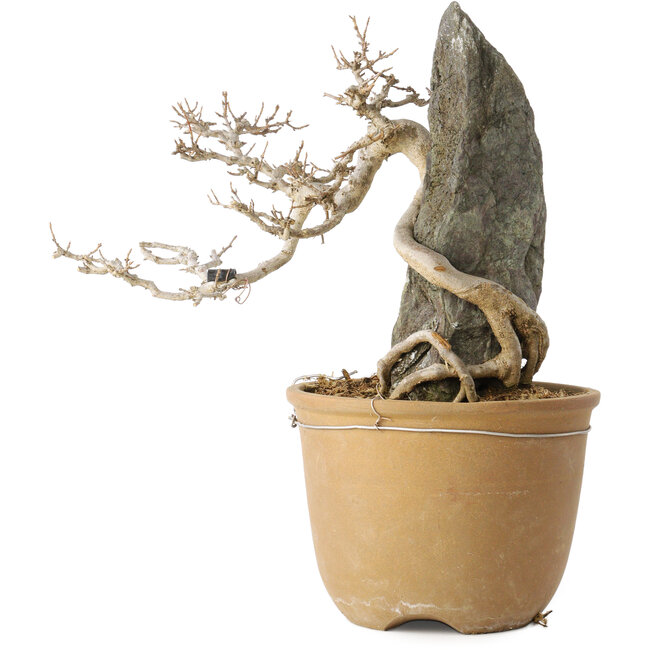 Acer buergerianum, 29 cm, ± 20 ans