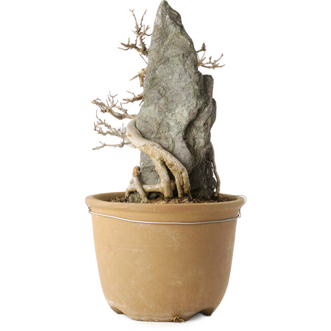 Acer buergerianum, 29 cm, ± 20 Jahre alt