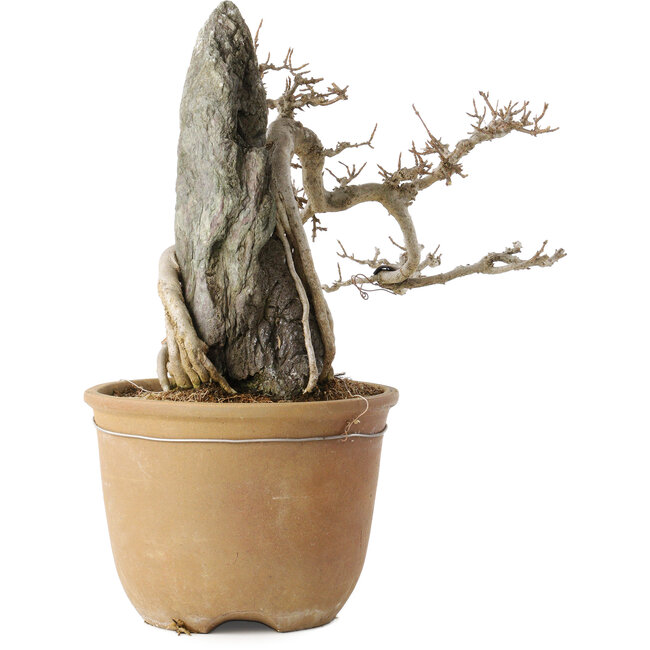 Acer buergerianum, 29 cm, ± 20 años