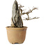 Acer buergerianum, 29 cm, ± 20 jaar oud