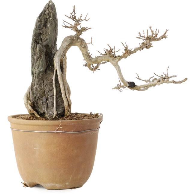 Acer buergerianum, 29 cm, ± 20 años