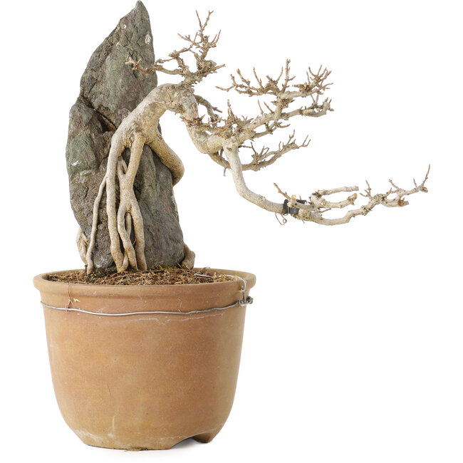 Acer buergerianum, 29 cm, ± 20 ans