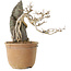 Acer buergerianum, 29 cm, ± 20 jaar oud