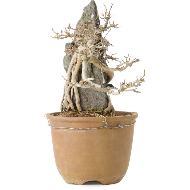 Acer buergerianum, 29 cm, ± 20 jaar oud