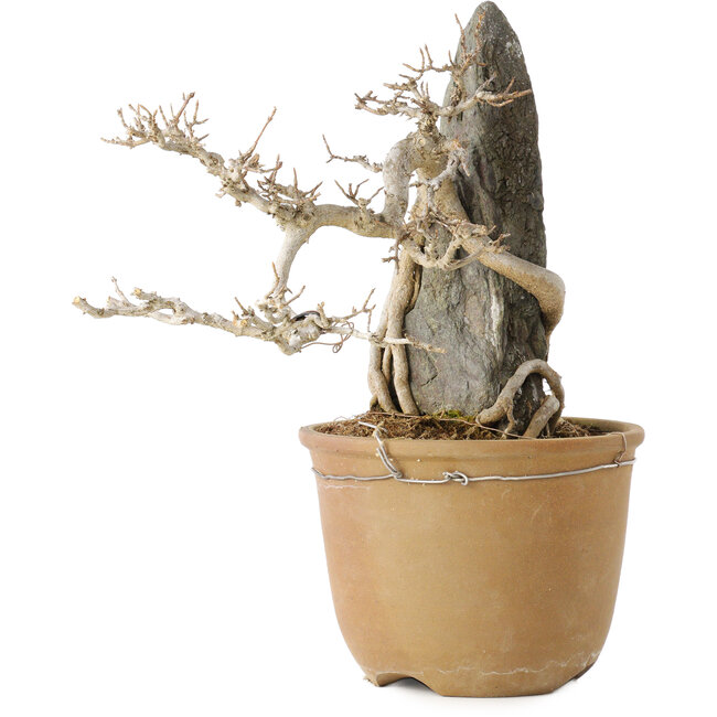 Acer buergerianum, 29 cm, ± 20 jaar oud