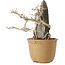 Acer buergerianum, 29 cm, ± 20 jaar oud