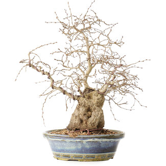 Carpinus coreana, 38 cm, ± 30 jaar oud