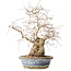 Carpinus coreana, 38 cm, ± 30 jaar oud