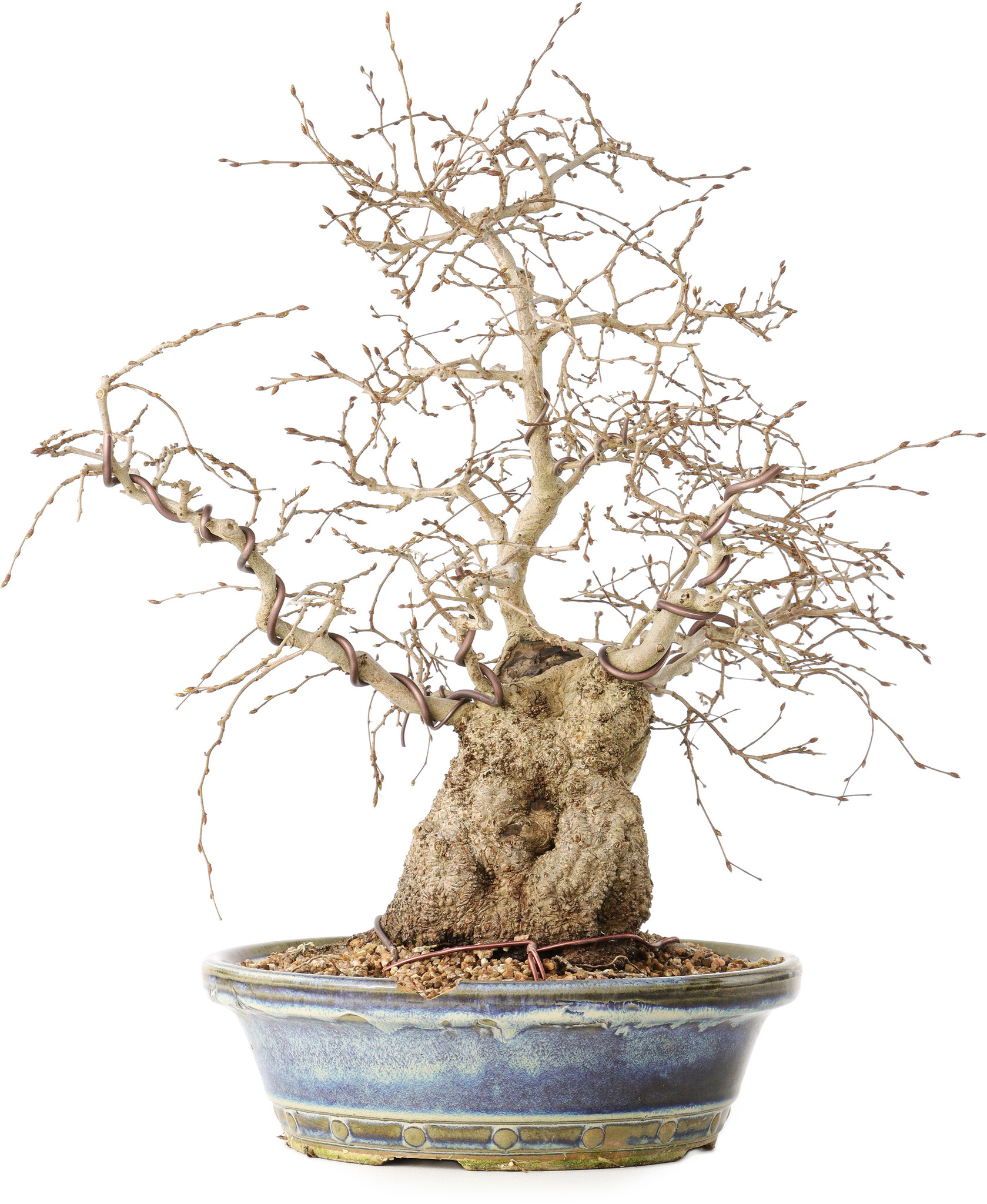 lego bonsai beleuchtung LEGO® Japanese Red Maple Bonsai Tree #10348 DIY Light Bundle – Light My  Bricks EU
