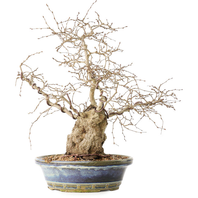 Carpinus coreana, 38 cm, ± 30 anni