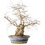 Carpinus coreana, 38 cm, ± 30 jaar oud