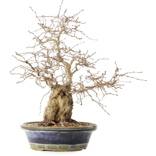 Carpinus coreana, 38 cm, ± 30 años