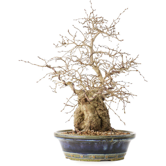 Carpinus coreana, 38 cm, ± 30 Jahre alt