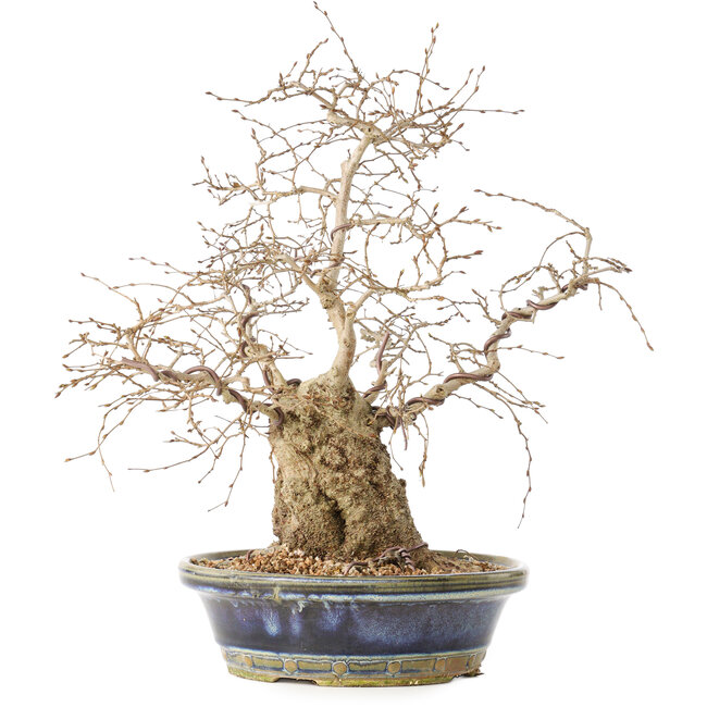 Carpinus coreana, 38 cm, ± 30 anni