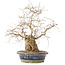 Carpinus coreana, 38 cm, ± 30 jaar oud