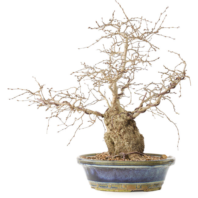 Carpinus coreana, 38 cm, ± 30 jaar oud