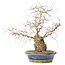 Carpinus coreana, 38 cm, ± 30 jaar oud