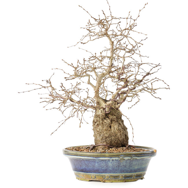 Carpinus coreana, 38 cm, ± 30 Jahre alt