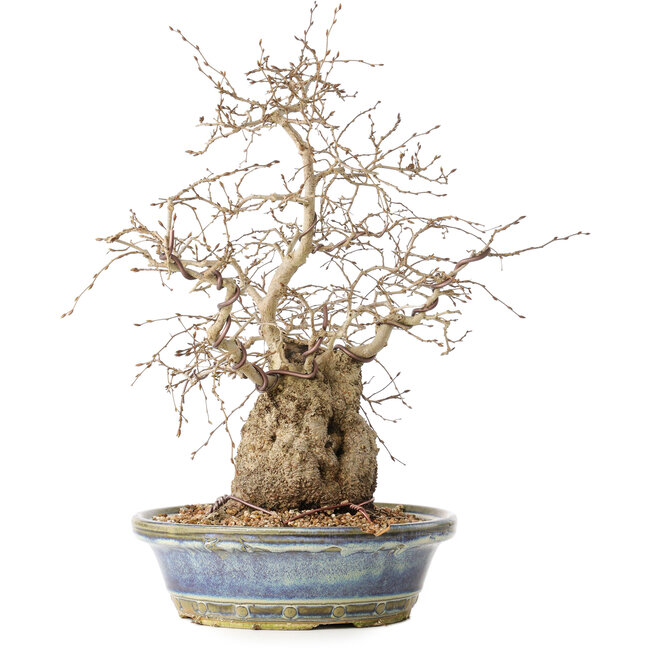 Carpinus coreana, 38 cm, ± 30 Jahre alt