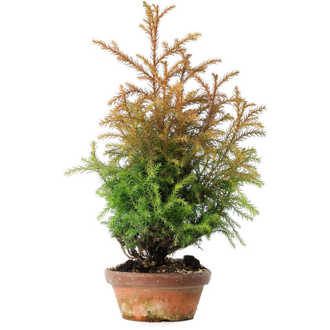 Cryptomeria japonica, 40 cm, ± 20 anni