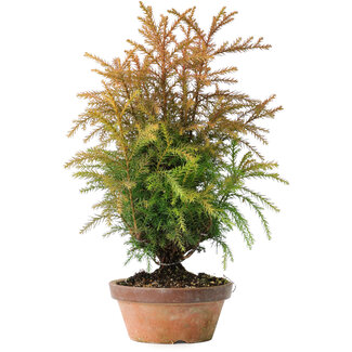 Cryptomeria japonica, 35 cm, ± 20 años