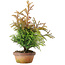 Cryptomeria japonica, 34 cm, ± 20 anni