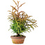 Cryptomeria japonica, 34 cm, ± 20 Jahre alt