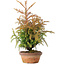 Cryptomeria japonica, 34 cm, ± 20 ans
