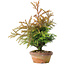 Cryptomeria japonica, 34 cm, ± 20 anni