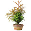 Cryptomeria japonica, 34 cm, ± 20 anni
