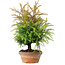 Cryptomeria japonica, 32 cm, ± 20 jaar oud