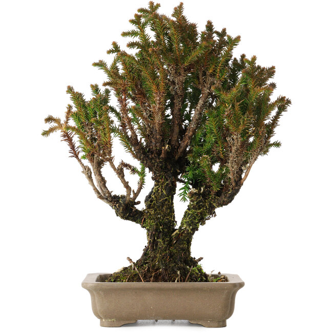 Cryptomeria japonica, 21 cm, ± 20 anni