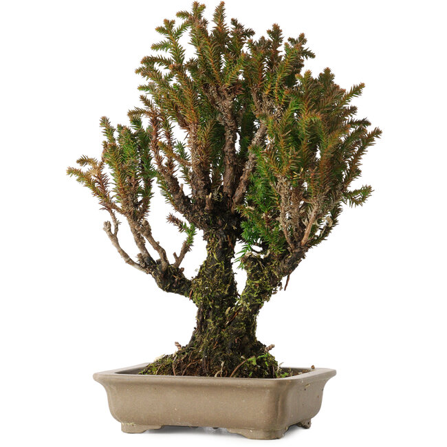 Cryptomeria japonica, 21 cm, ± 20 jaar oud