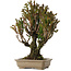 Cryptomeria japonica, 21 cm, ± 20 years old