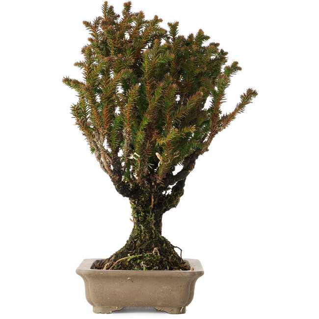 Cryptomeria japonica, 21 cm, ± 20 anni