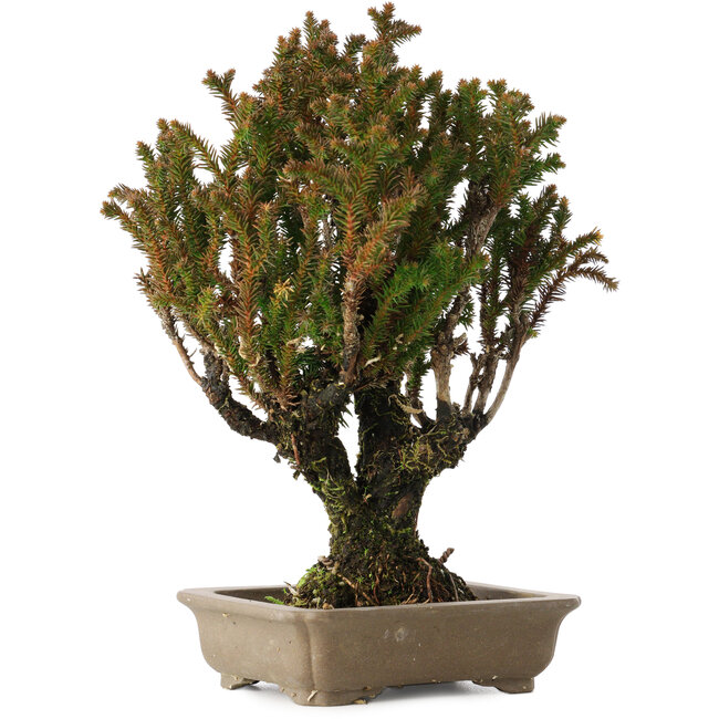 Cryptomeria japonica, 21 cm, ± 20 jaar oud