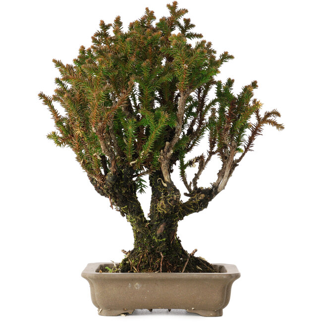 Cryptomeria japonica, 21 cm, ± 20 anni