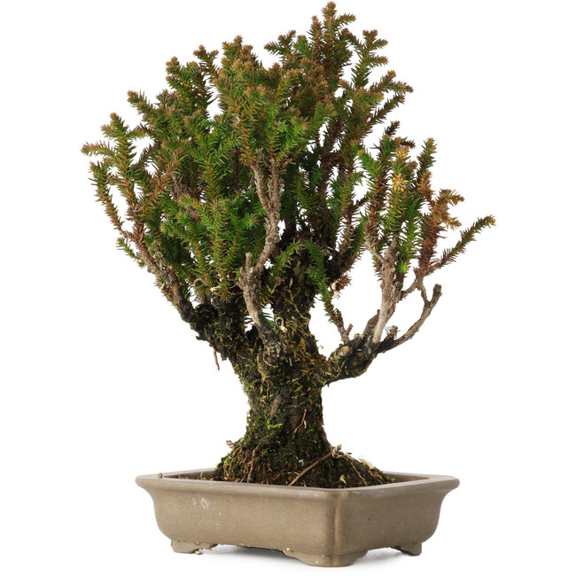 Cryptomeria japonica, 21 cm, ± 20 Jahre alt