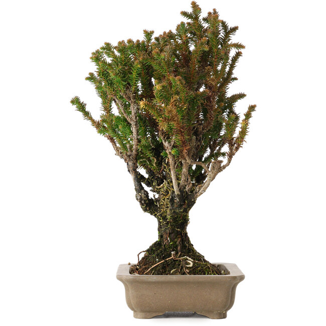 Cryptomeria japonica, 21 cm, ± 20 anni