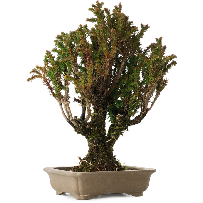 Cryptomeria japonica, 21 cm, ± 20 jaar oud