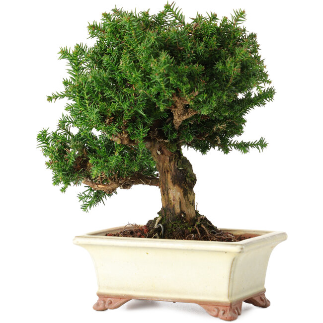 Cryptomeria japonica, 15 cm, ± 20 años