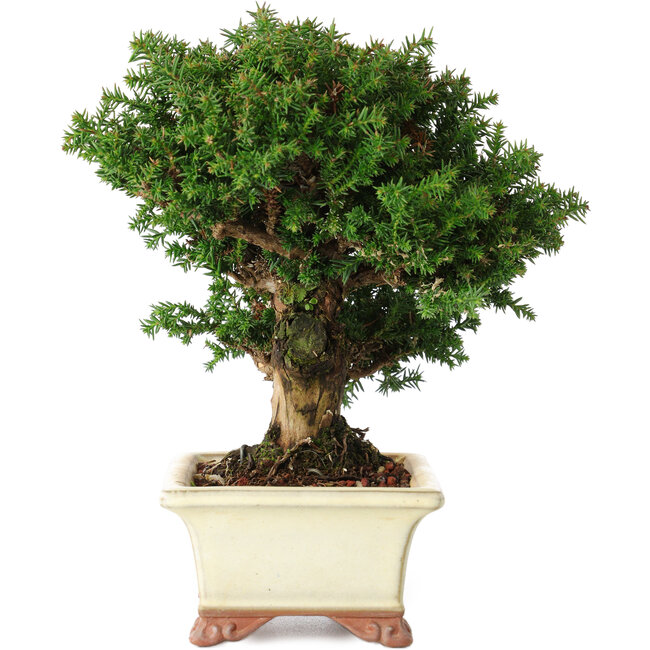 Cryptomeria japonica, 15 cm, ± 20 ans