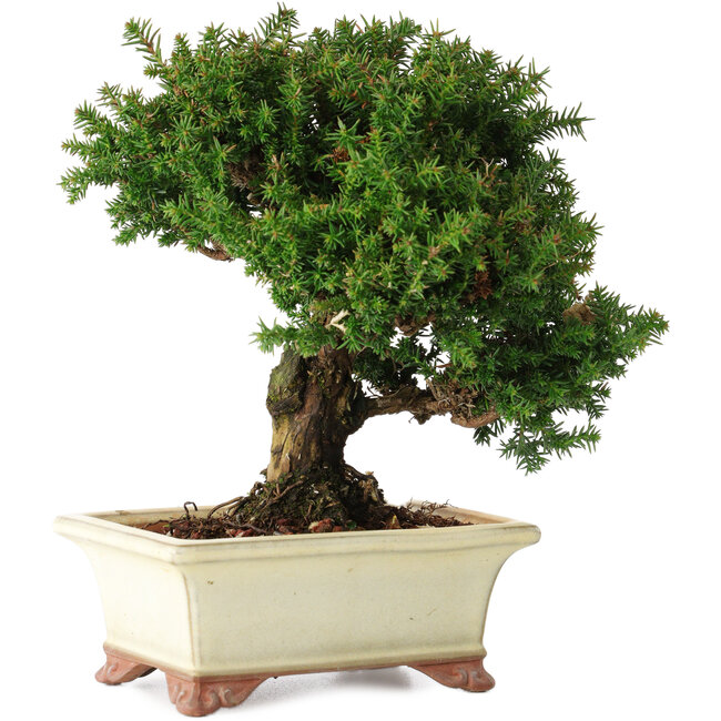 Cryptomeria japonica, 15 cm, ± 20 ans